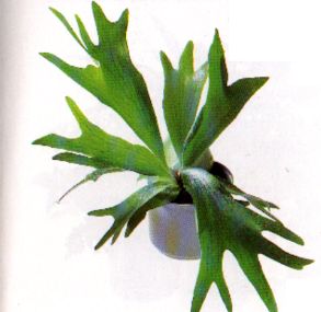 سرخس شاخ گوزنی بیفورکاتوم